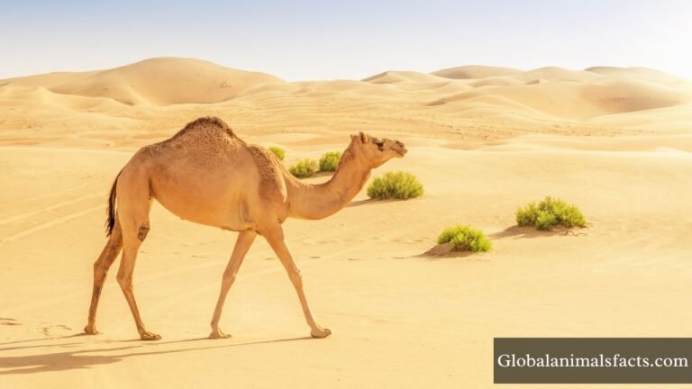 Animals That Eat Cactus