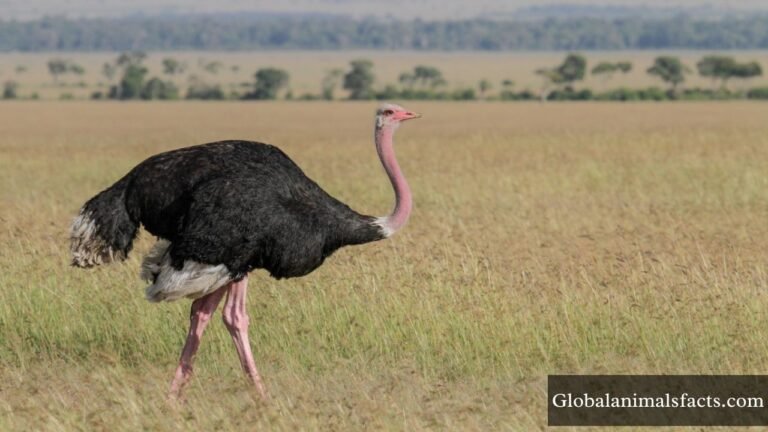 Animals With Big Feet