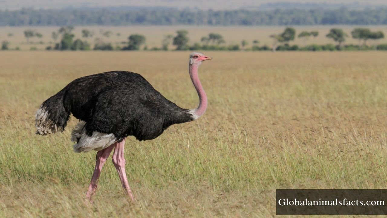 Animals With Big Feet