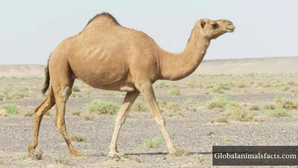 animal with biggest feet