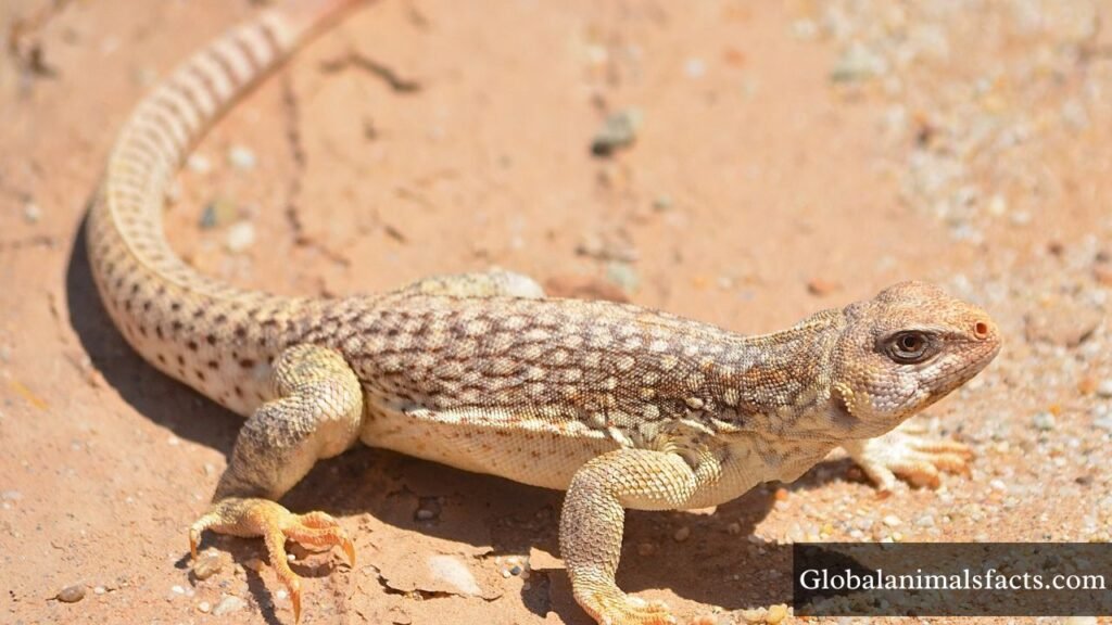 what animals eat cactus