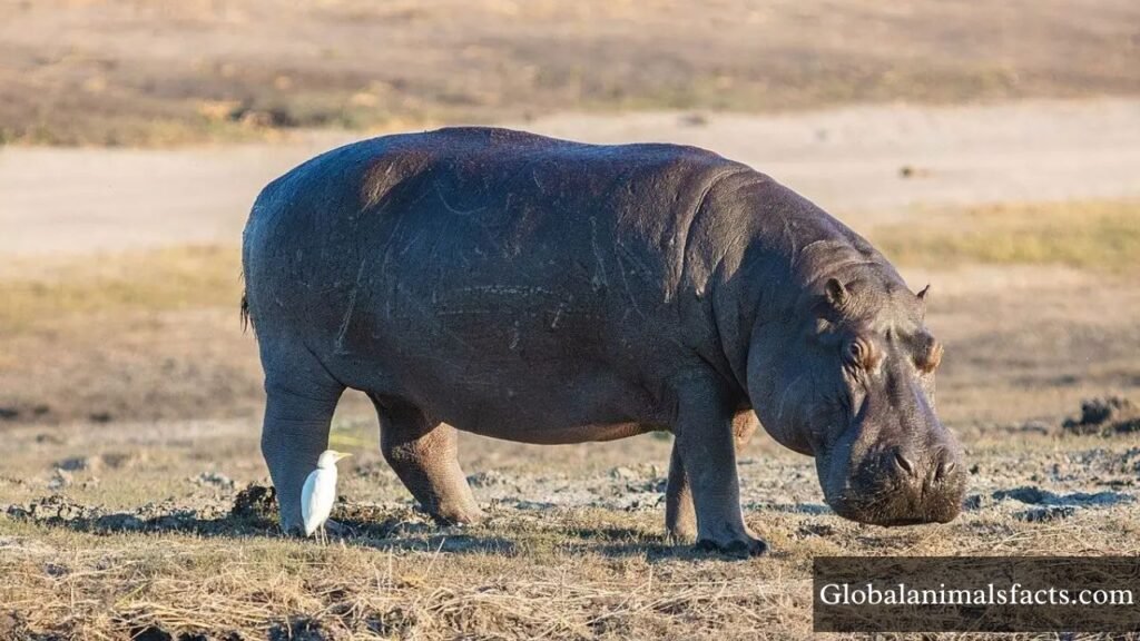 animals with long feet