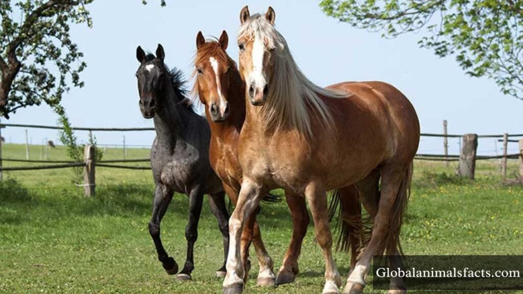 the most humble animal on earth