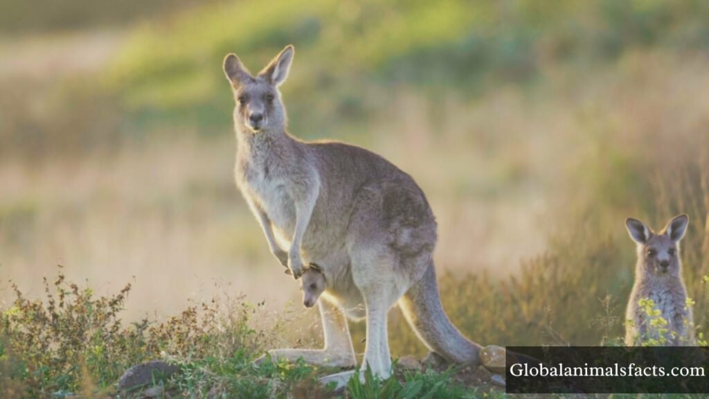 what animal has the biggest feet