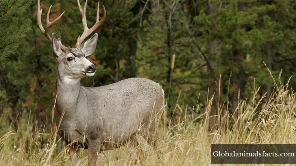 animals that eat cacti