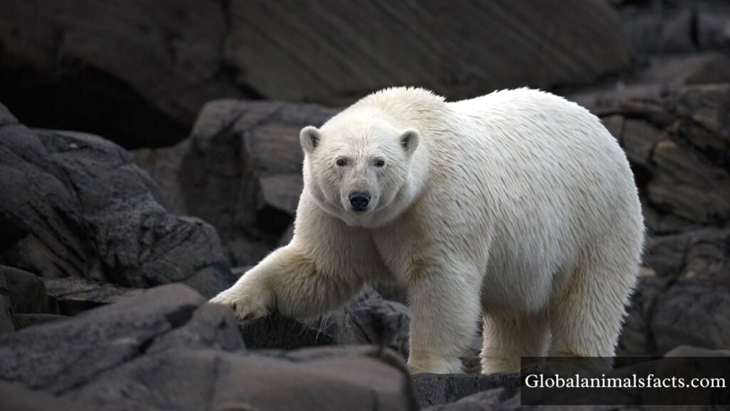 which animal have biggest feet