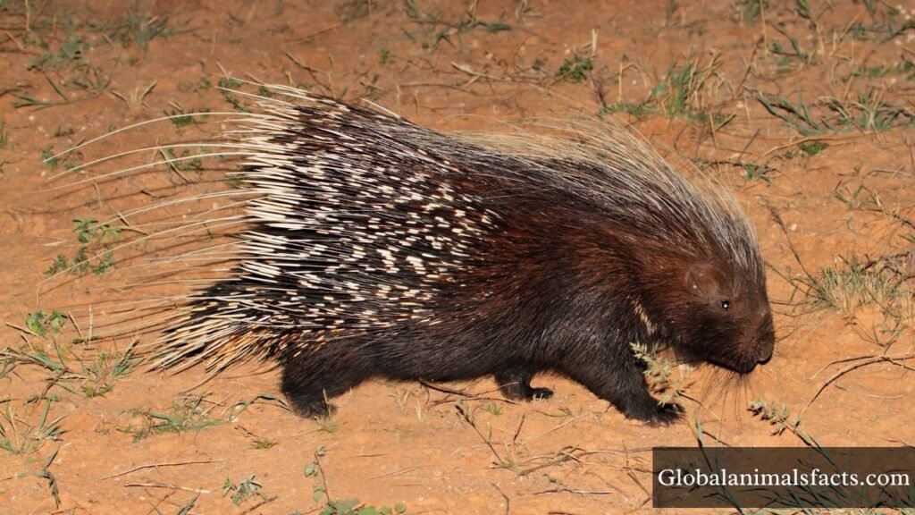 animals that cannot jump