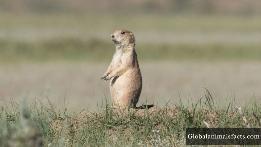 what animal eats cactus