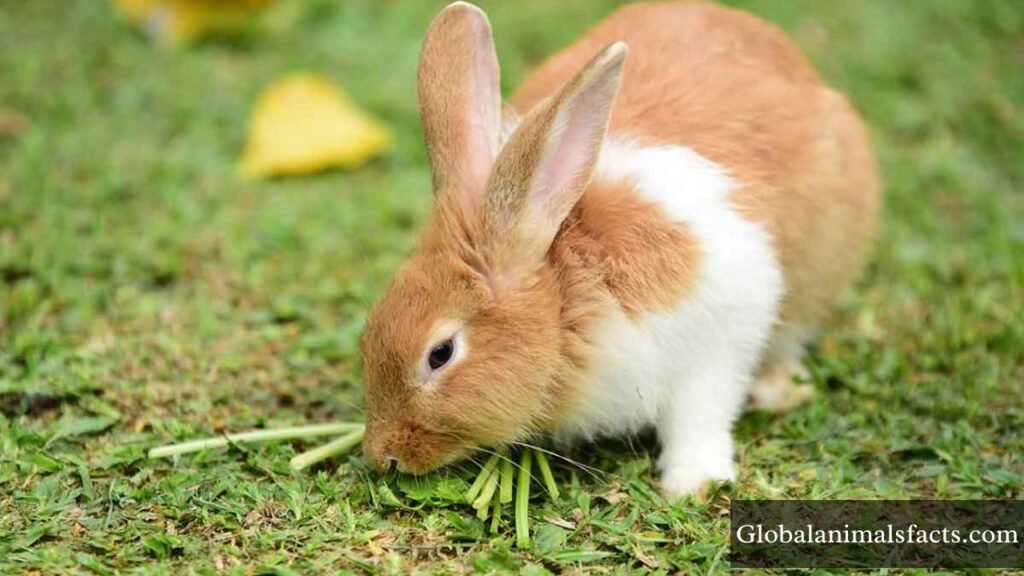 humble animals on earth