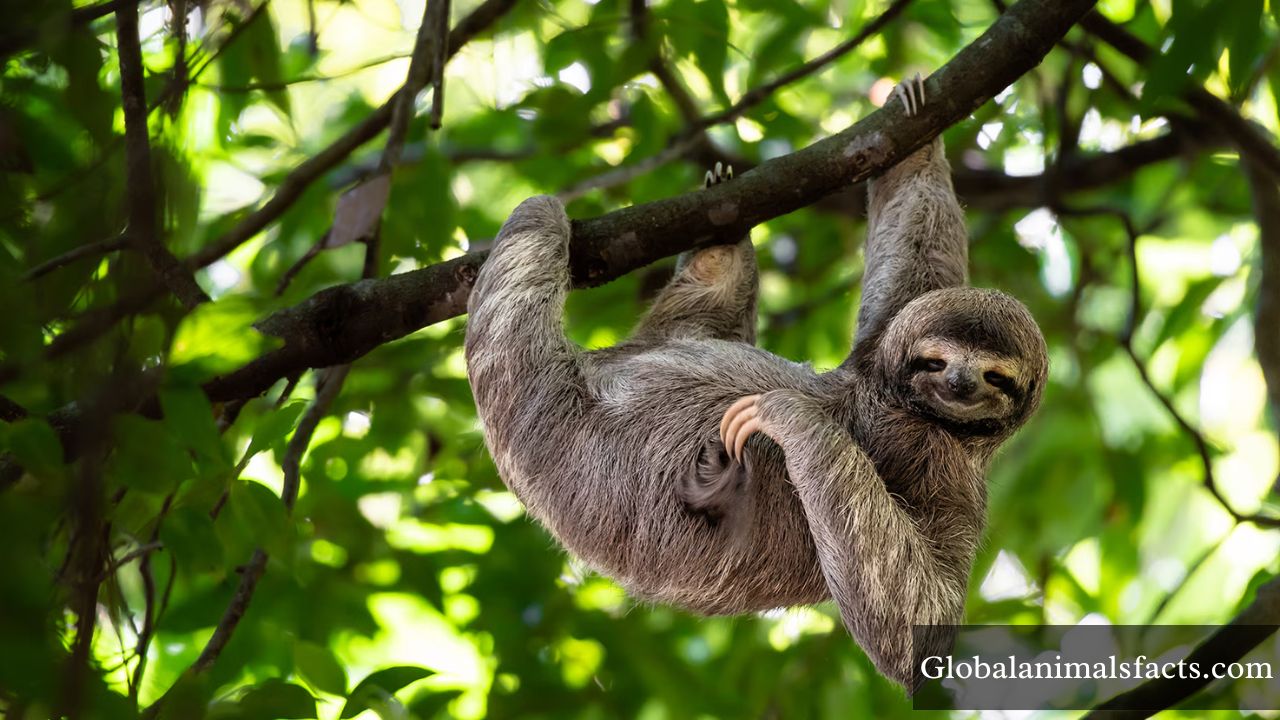 Top 8 Mammals That Cannot Jump (With Pictures)