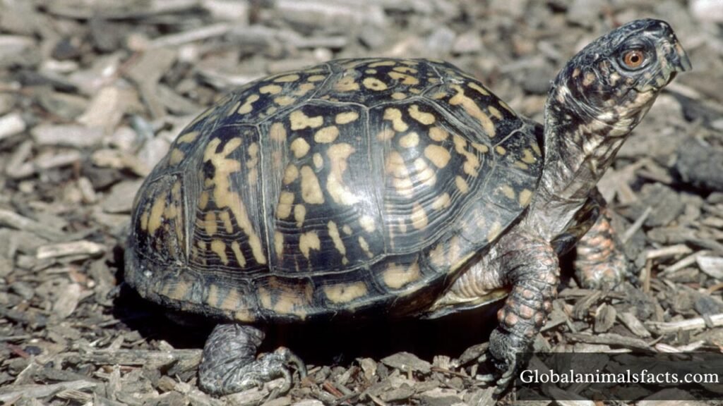 which animal is most humble