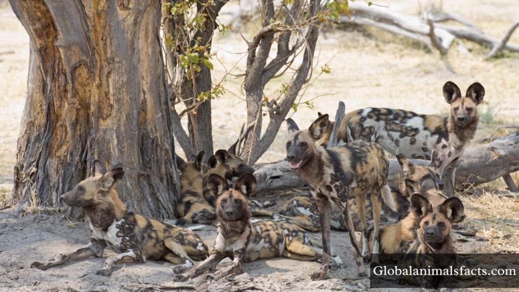 spotted animals list