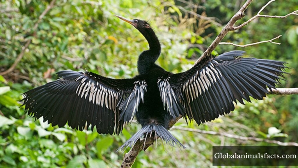 skinny long neck animals