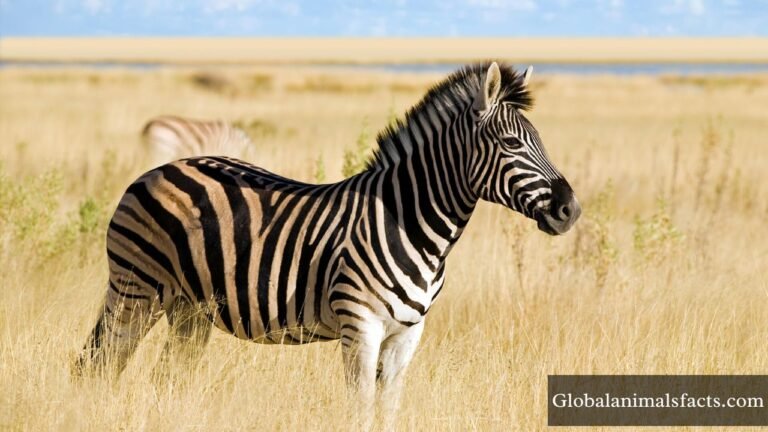 Animals That Drink a Lot of Water