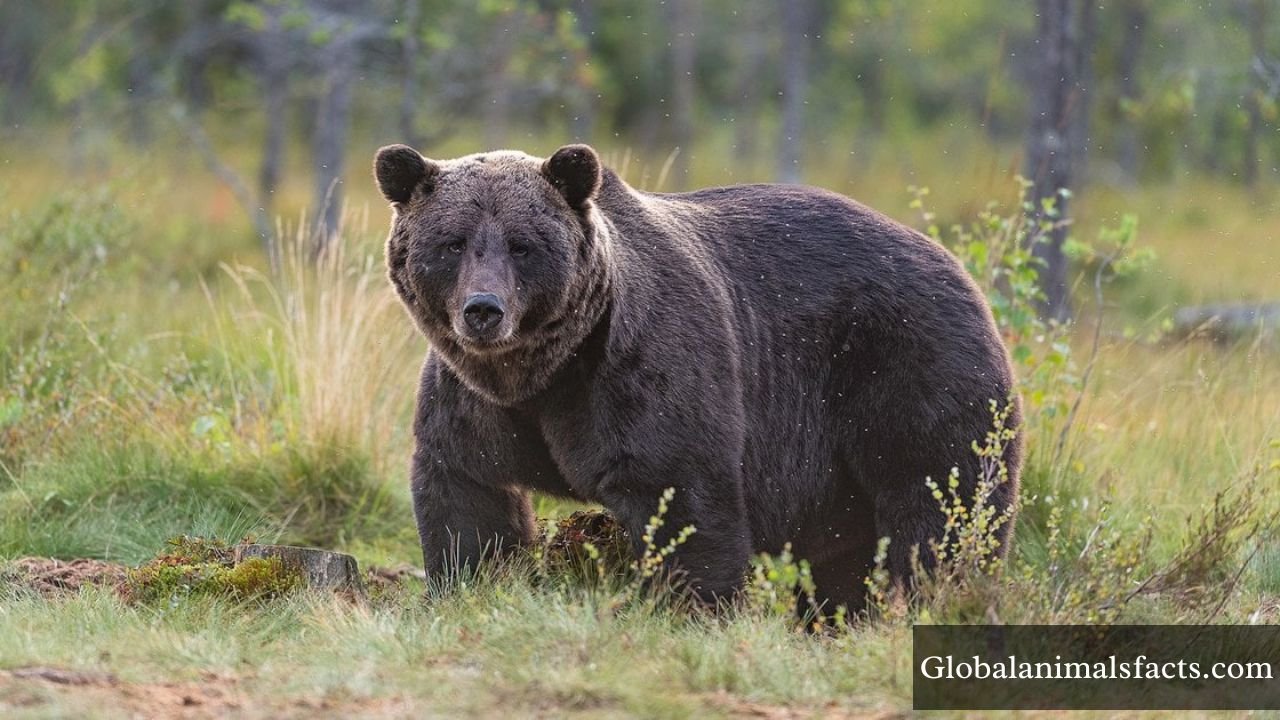 Animals That Eat Oranges