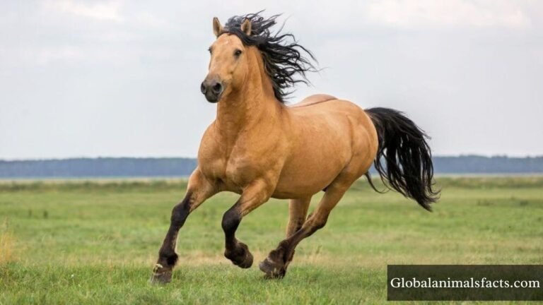 Animals That Gallop