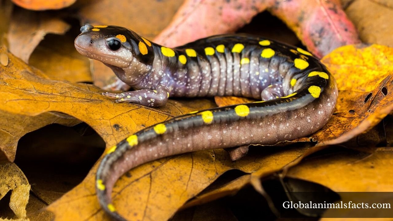 Animals That Have Spots