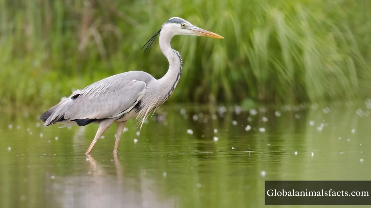 Animals With Long Necks