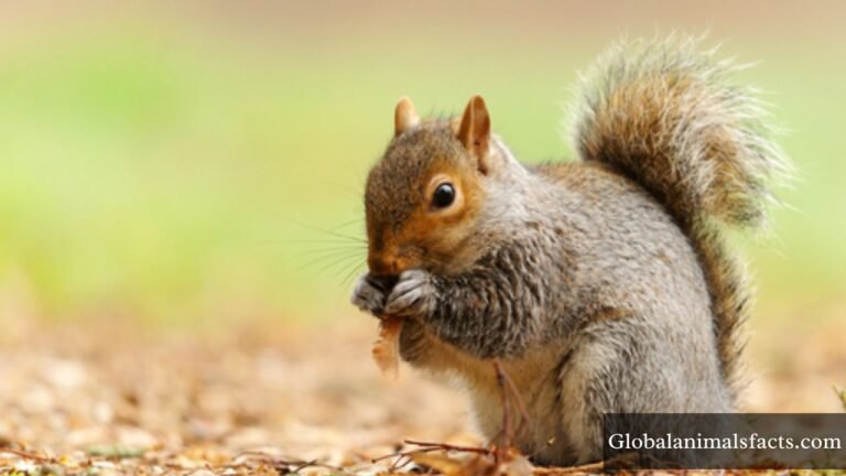 Animals that Eat Coconuts