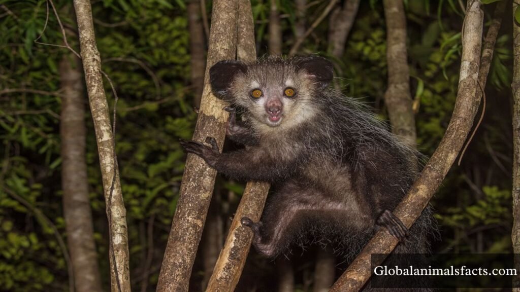 what animals eat coconuts in the tropical rainforest
