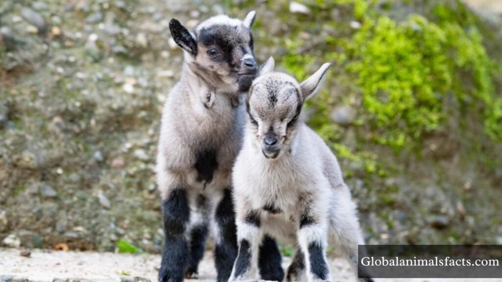 very energetic animals