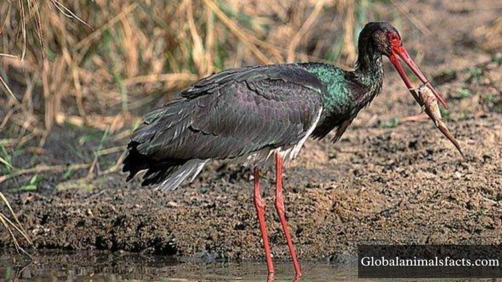 animals with long necks pictures