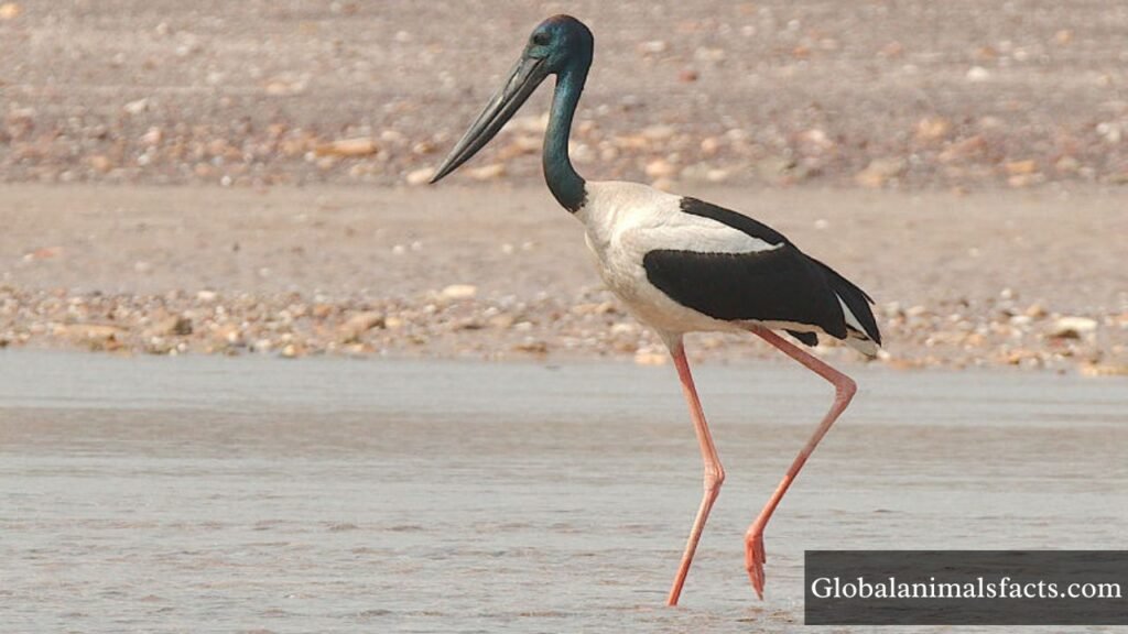 small animals with long necks