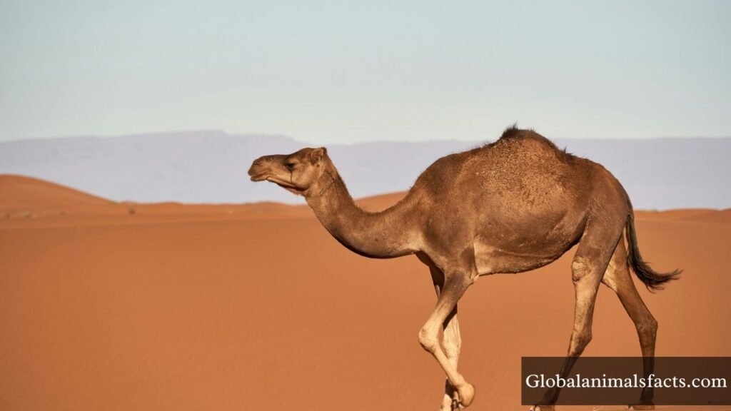 what animal drinks the most water