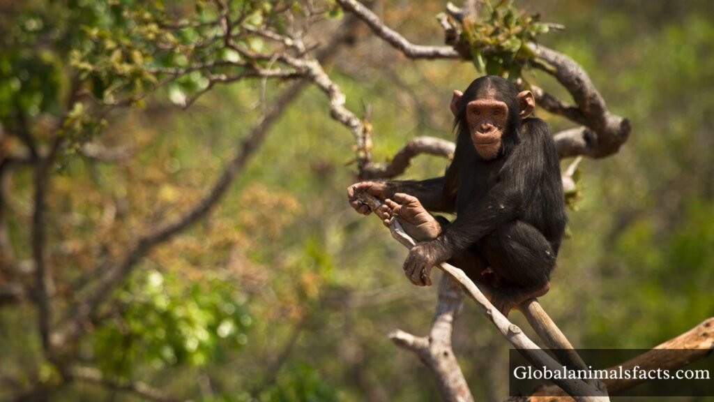 extremely energetic animals