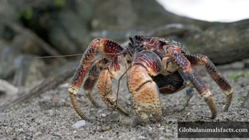 what animal eats coconuts