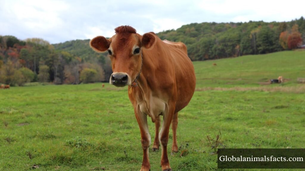 name three animals that gallop