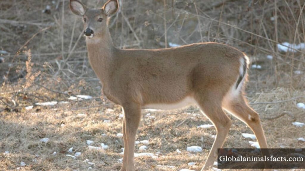 which animal gallops