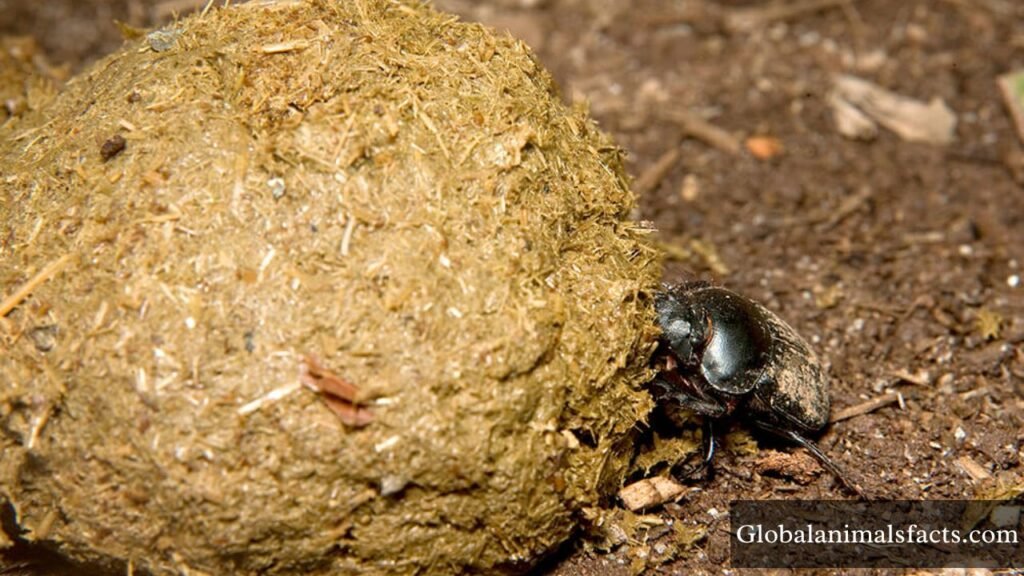 most dirty animal in the world