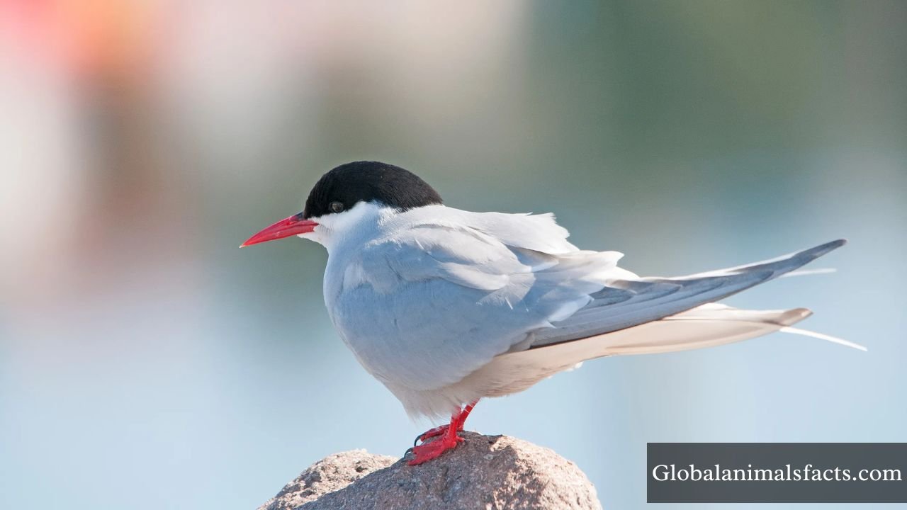 Energetic Animals in The World