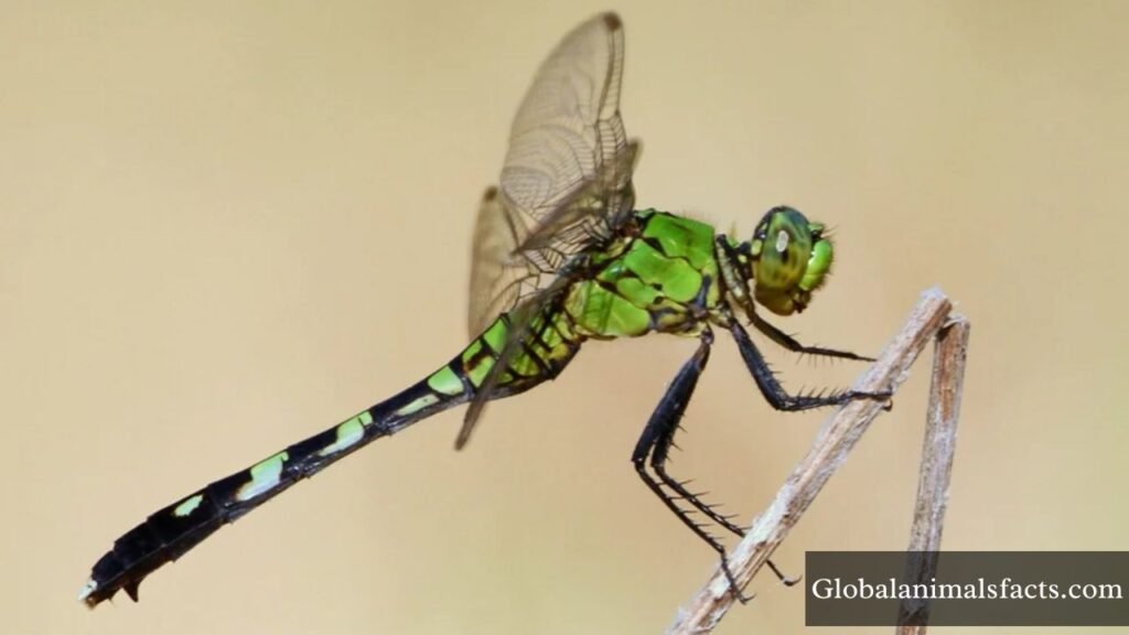 highly energetic animals