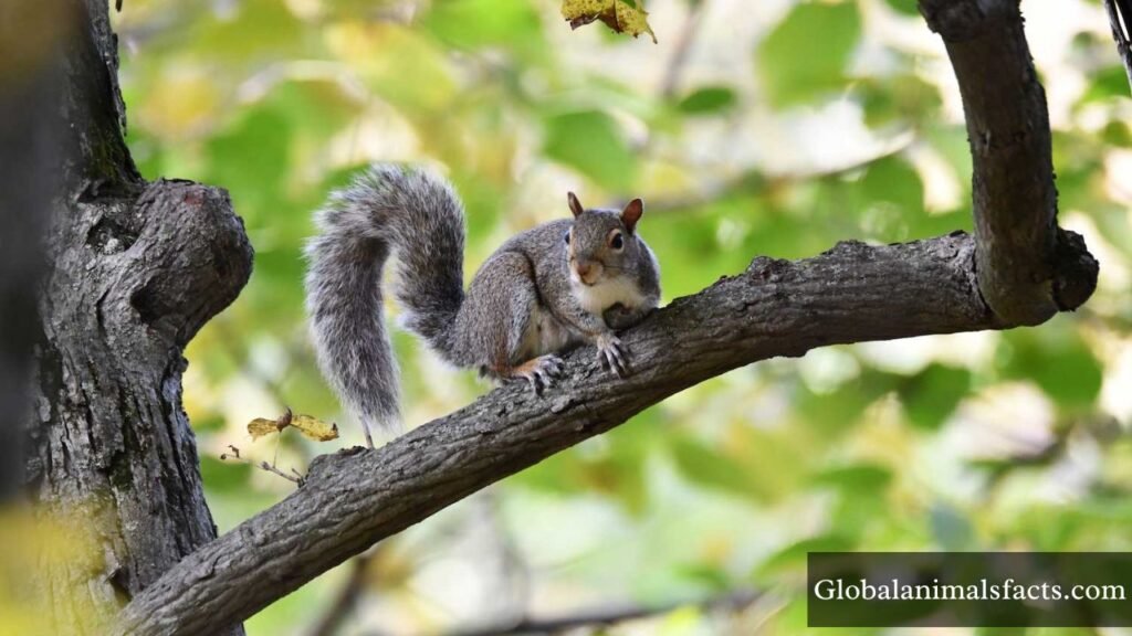 what animal has a lot of energy