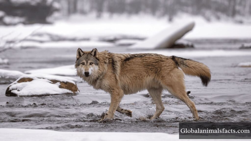 top 10 energetic animals