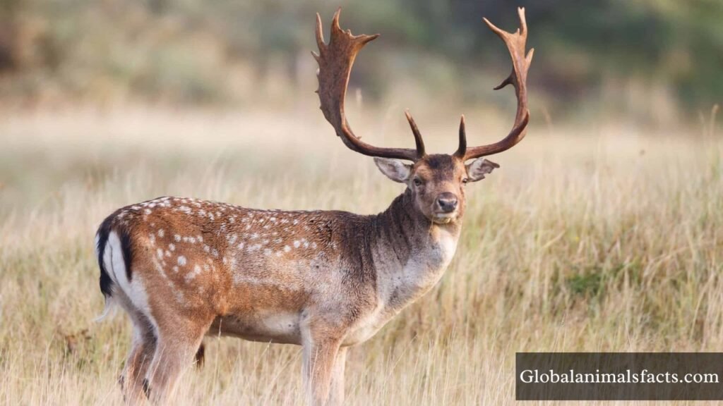 what animal has spots