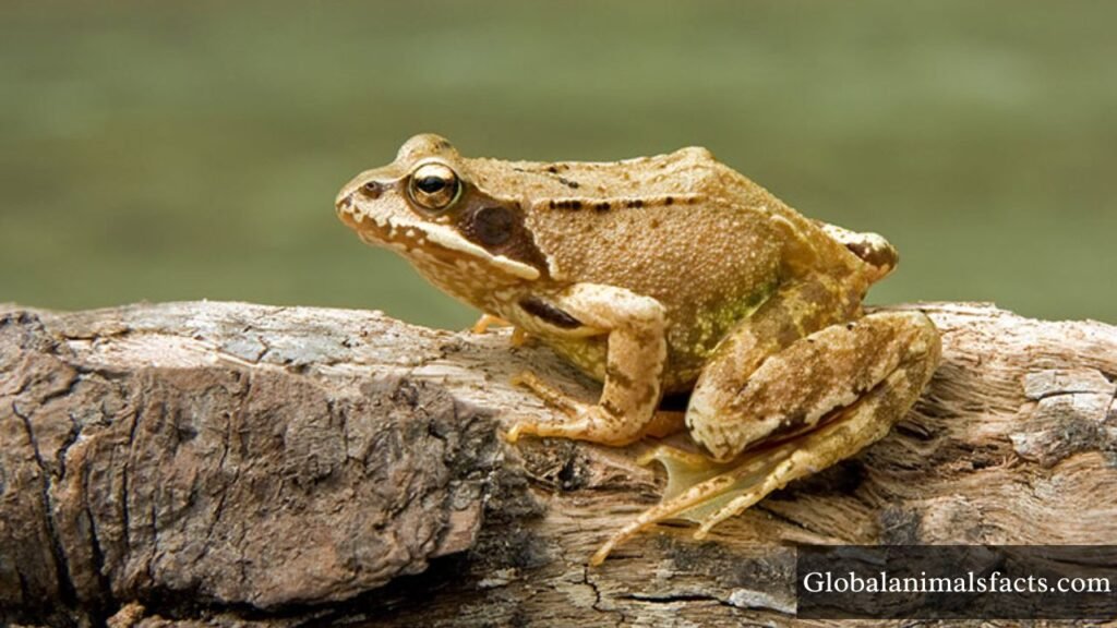 animals with no tail