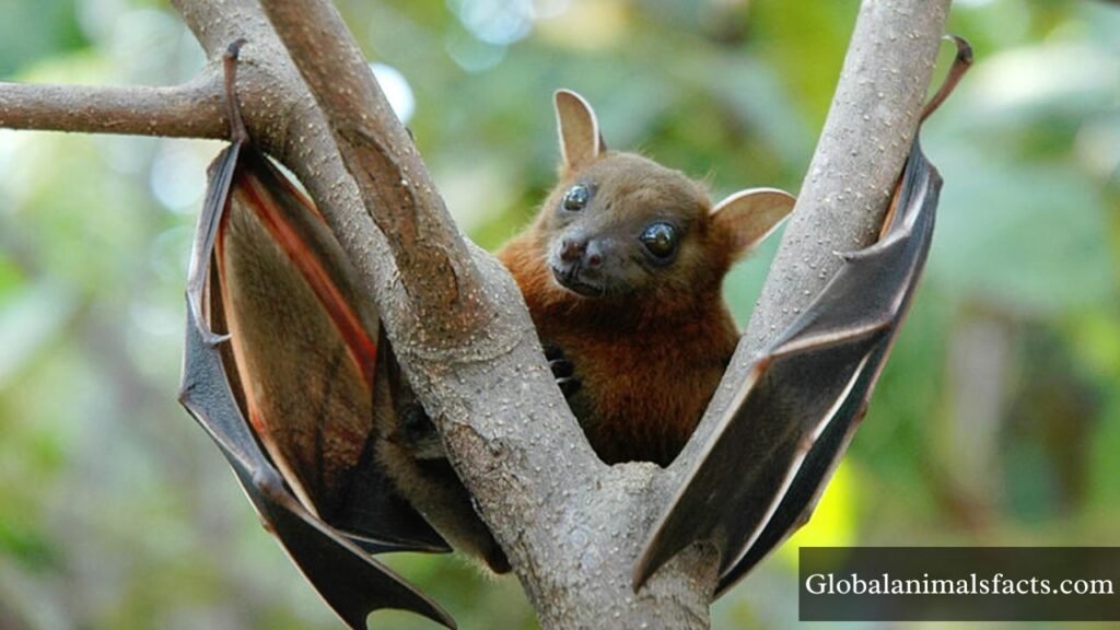 what animals eat coconut trees in the rainforest