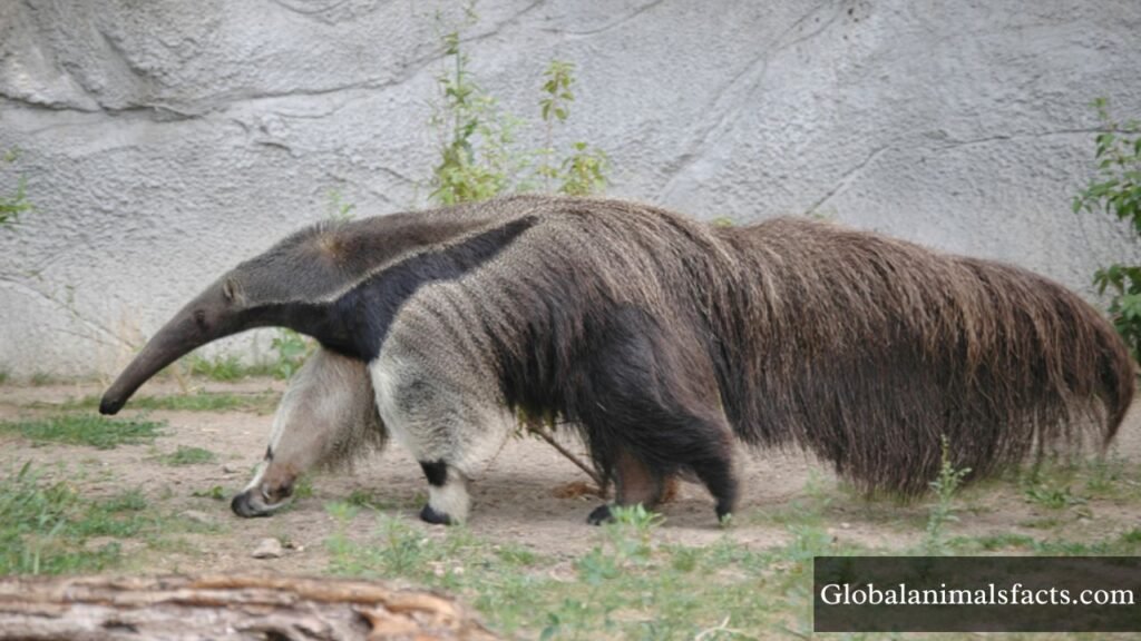 what animals are shy