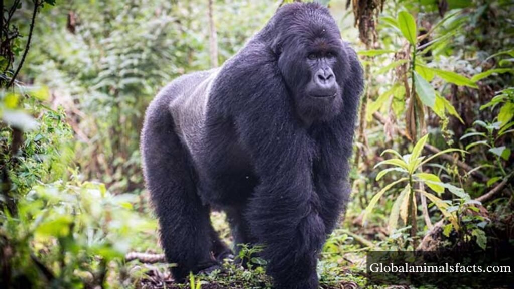 curious animals pictures