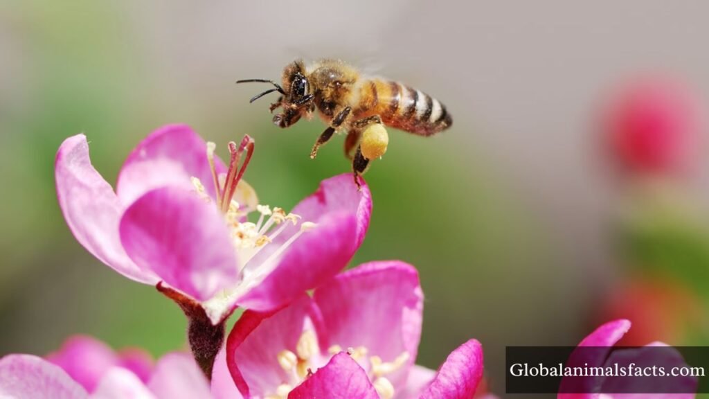 what are energetic animals