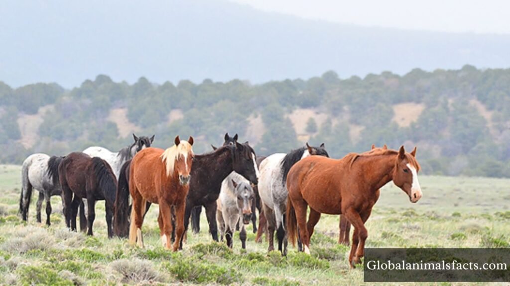 Animals that consume large amounts of water