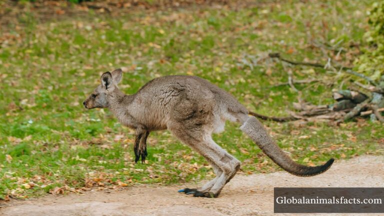 Top 28 Energetic Animals in The World (With Images)