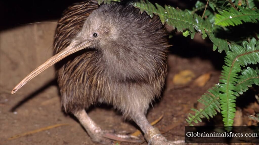 animals that don't have tails