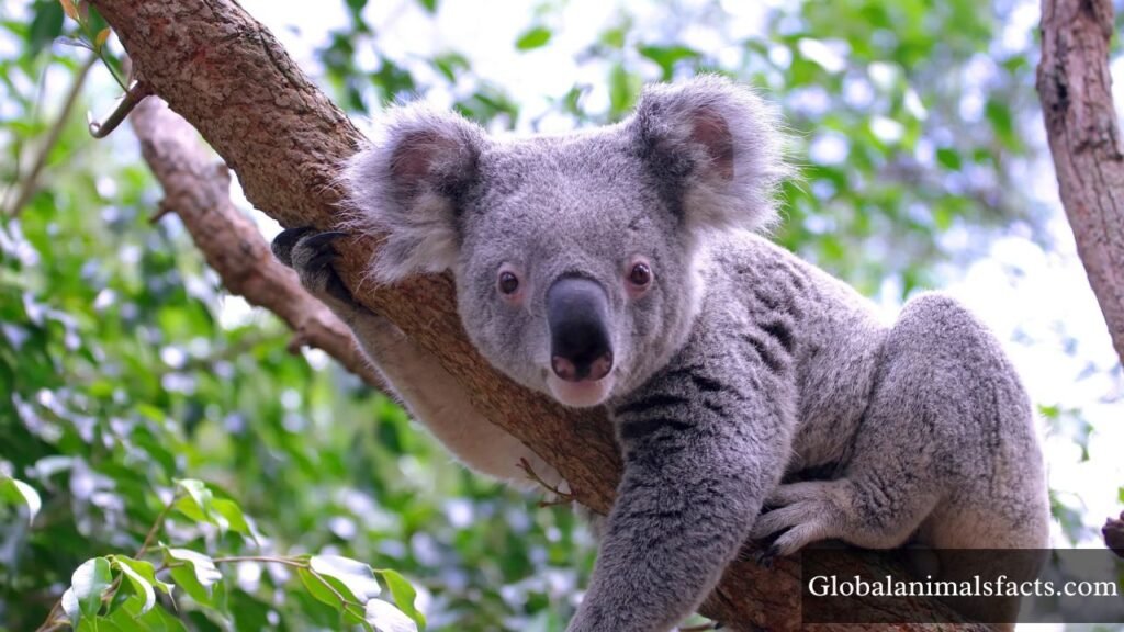 what animals don't have tails