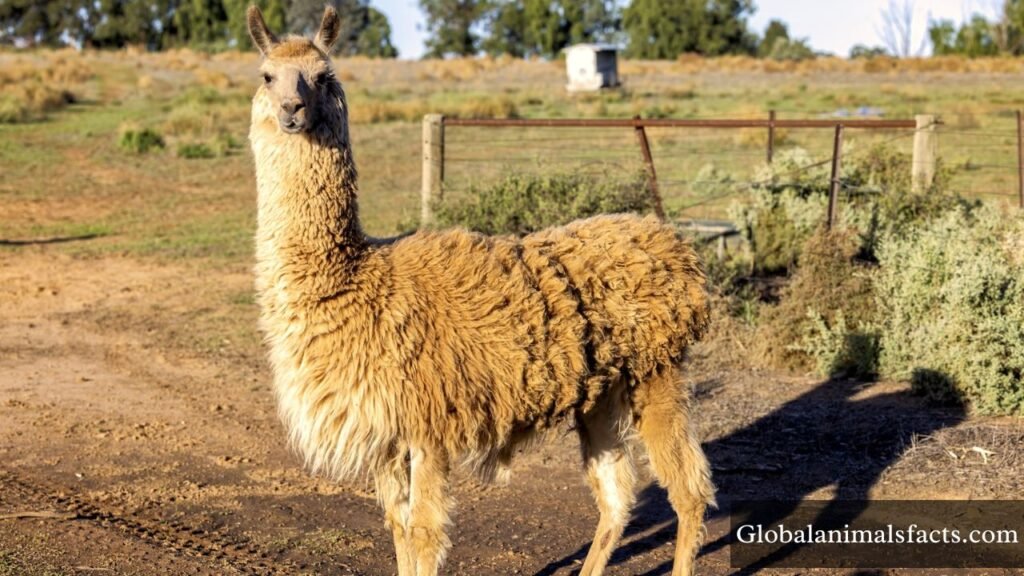 animals that gallop examples