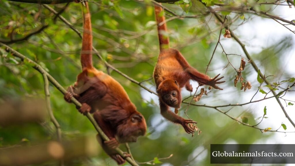 what animals eat coconuts in the wild
