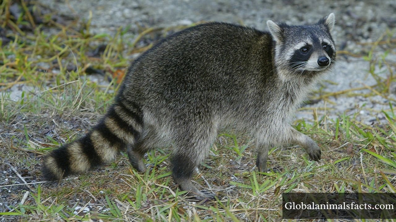 Most Curious Animals